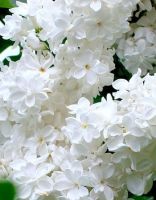 Сирень Лебедушка 1 шт Р9