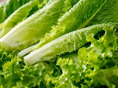 Как выбирать и хранить листовые салаты романо и латук?