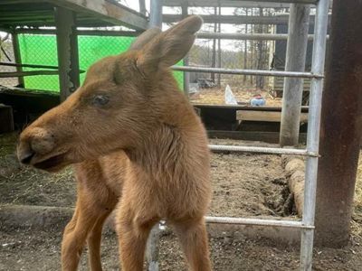 Возле посёлка Светлый участковый полиции обнаружил новорождённого лосёнка