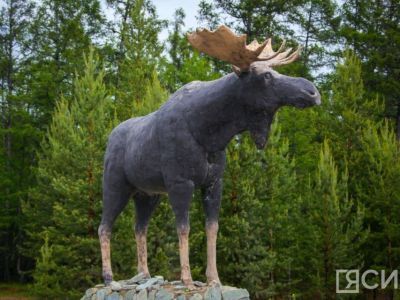 Высокая численность лосей зафиксирована в Якутии