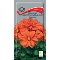 Георгина низкорослая Барокко Оранжевая