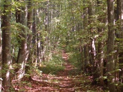 Усадебный парк