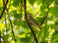 Парк «Константиновский»