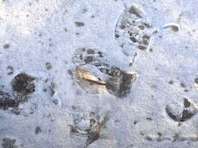 Жители села Батагай-Алыта в Якутии обнаружили мертвых птиц