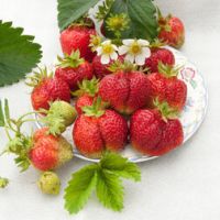 Земляника садовая Богема (5 шт)