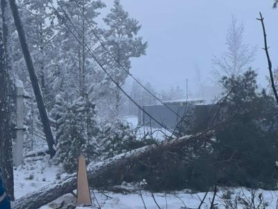 Причиной отключения электричества в Якутске стало спиленное дерево