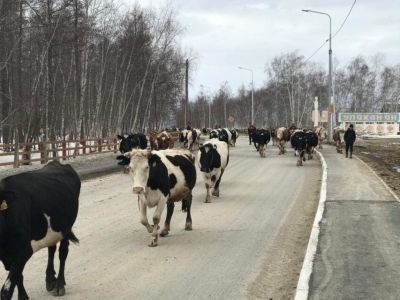Хангаласские аграрии перебираются на летние пастбища – сайылыки
