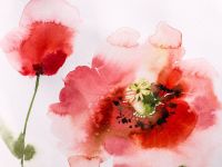 Бумага для акварели "White Swan" Fin 50х70 см 200 г 1 лист