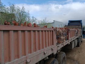 Жителям Томпонского района Якутии доставили кур-несушек