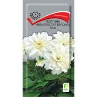 Георгина низкорослая Барокко Белая