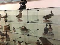 Кизеловский краеведческий музей