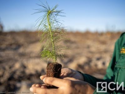 Порядка 190 тысяч га леса планируют восстановить в Якутии в 2024 году