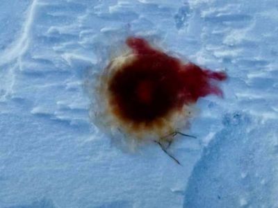 Медузу выловили в Булунском районе Якутии
