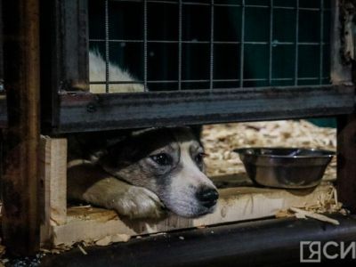 Бригады по отлову поймали 67 безнадзорных собак в Якутске за неделю