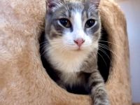 Музей кошек «Мурчелло»