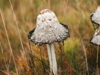 Деревянная брошка Дворникова А. "Чернильный гриб"