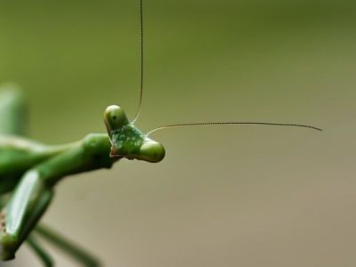 Учёный рассказал о своих предположениях о том, как в Якутии мог появиться дикий богомол