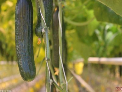 Блюда из огурцов: три простых и быстрых рецепта