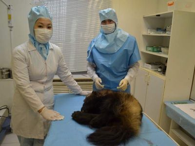 Опасный зверь проник на территорию рудника «Интернациональный» в Якутии