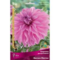 Георгина декоративная Вассио Меггос (1 шт.)