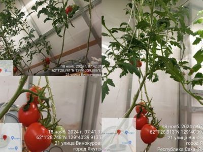 В управе Сайсарского округа Якутска собрали первый урожай помидоров