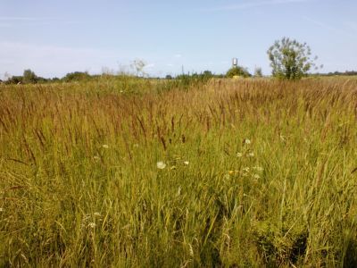 Мельница ветряная (действующая)