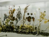 Архангельский краеведческий музей