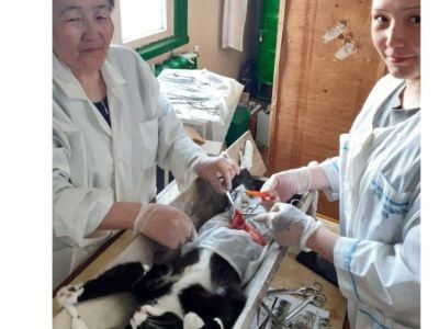 В Якутии ветеринары спасли кота, проглотившего 20-сантиметровую отвертку