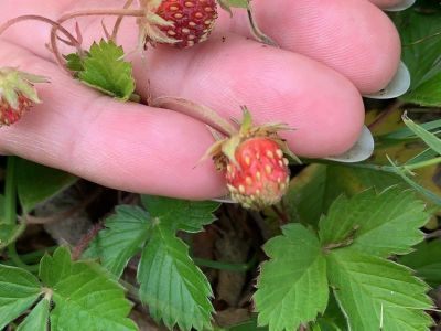 Фотофакт: в Амге поспевает земляника