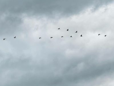 В Якутии стартовал осенний мониторинг стерха