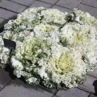 Капуста декоративная Камоме Вайт (1уп-100шт) профессиональные семена