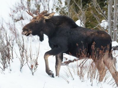 Сроки охоты на копытных в Якутии завершатся 15 декабря