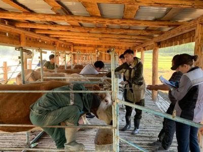 Карантин по лейкозу крупного рогатого скота сняли в Усть-Алданском районе