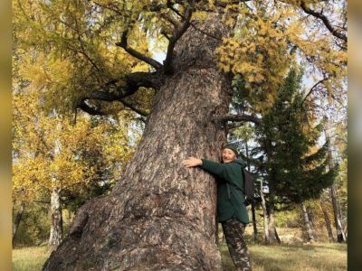 15-метровую лиственницу-долгожительницу обнаружили в Горном районе Якутии