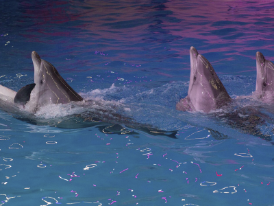 Билеты на Эхо будущего (Нижегородский дельфинарий) / Событие | Афиша | ИнфоТаймс