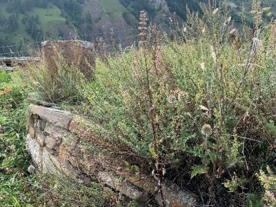 Стела № 14 раннемусульманского кладбища № 2 архитектурного комплекса "Мусийкъонгийкоте"