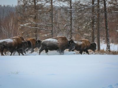 В Якутии открывается турсезон в питомнике лесных бизонов «Усть-Буотама»