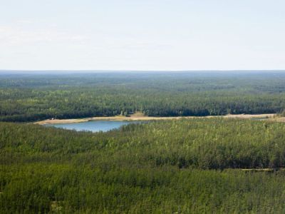 За ложные сведения о состоянии лесов чиновников накажут штрафом