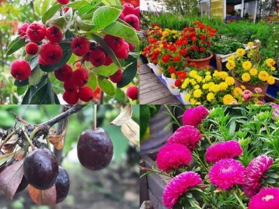 Во дворе жительницы Томпонского района Якутии раскинулся настоящий ботанический сад