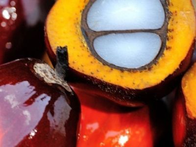 В мире появится аналог пальмового масла, полученный из спирта