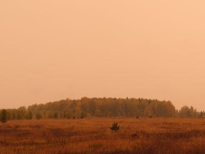 Священная роща