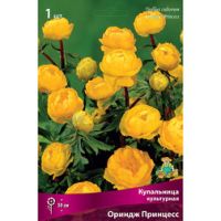 Купальница культурная Орандж Принцесс