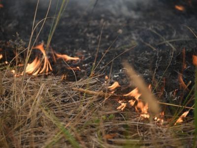 Судьбу леса определяют люди