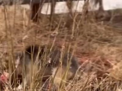 Стая собак загрызла жеребенка в центре Олекминска