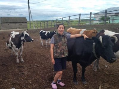 Здоровые коровы и жирное молоко: фермеры из Якутии кормят скот тальником по советскому рецепту