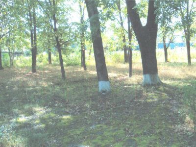 Остатки батареи времен русско-турецкой войны