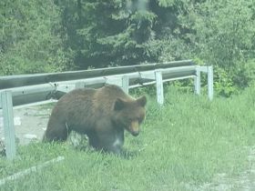 Фото: медведица с медвежатами выпрашивают у проезжающих еду на Колымской трассе