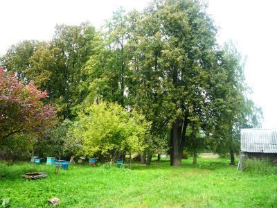 Усадьба Савино. Парк