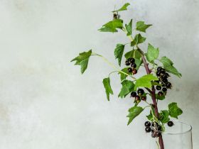 Якутянка создаёт из полимерной глины удивительно реалистичные цветы