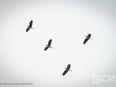 Сеть народного мониторинга за миграцией стерхов создали в Якутии